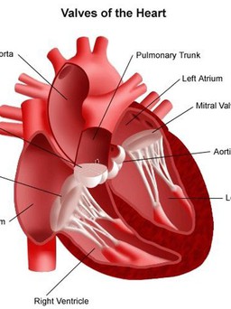 Gặp 8 dấu hiệu bệnh van tim nặng này, hãy đi khám ngay