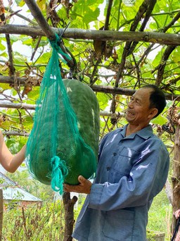 Độc đáo làng Việt: Bí đao khổng lồ Chánh Trạch