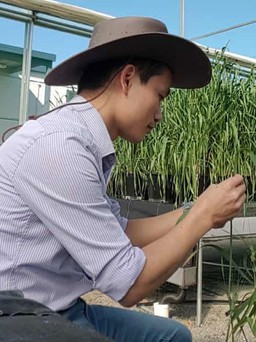 Tiến sĩ Việt phân lập gien kháng bệnh gỉ sắt ở ngũ cốc