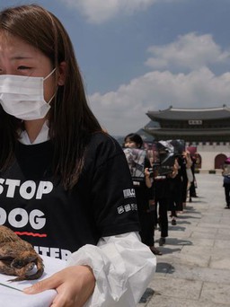 'Cuộc chiến về ăn thịt chó' lại nóng lên ở Hàn Quốc
