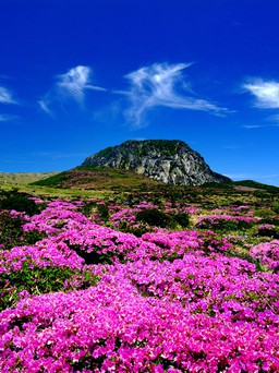 Ngắm vàng trong khu di sản của Hàn Quốc được UNESCO vinh danh