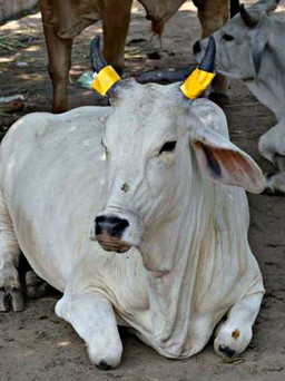 Nghi mua bán bò, dân làng đánh chết 1 thanh niên ở Ấn Độ