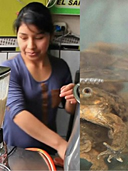 Sinh tố ếch giúp tăng cường 'chuyện ấy' ở Peru