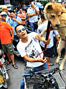 Hơn 11 triệu chữ ký đòi cấm lễ hội thịt chó ở Trung Quốc