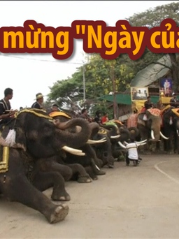 Thái Lan: Đàn voi thoả thuê thưởng thức buffet trái cây