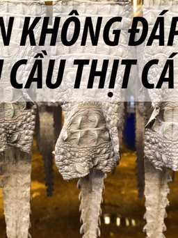 Thái Lan: Thịt cá sấu cung không đủ cầu