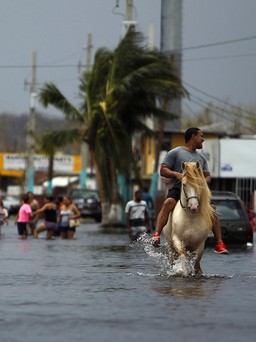 Đại học Harvard: 4.645 người chết tại Puerto Rico vì bão Maria