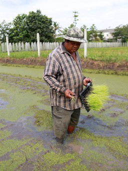 Nông dân 'cứng đầu' giữ ruộng vườn giữa Bangkok hối hả