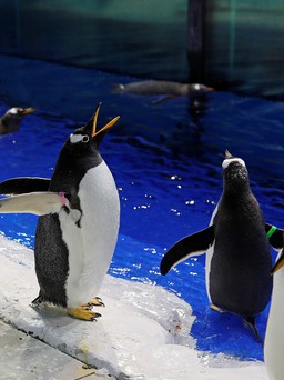 Vui như chim cánh cụt được dạo chơi ở lễ hội băng tuyết lớn nhất thế giới