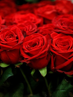 Vì sao ngày Valentine mà cửa hàng hoa Paris khuyên không tặng hoa hồng đỏ?