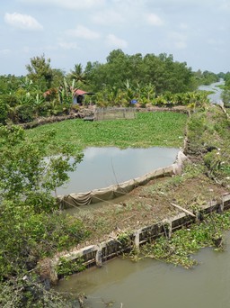 Vĩnh Long: Em chồng chủ tịch huyện chiếm đất công làm kè chống sạt lở cho vườn nhà