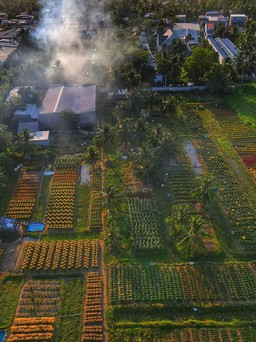 Làng hoa kiểng lớn nhất tỉnh Trà Vinh thấp thỏm vì 'thời tiết năm nay lạ quá'