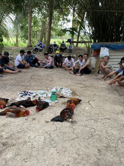 Vĩnh Long: Bắt 16 người đá gà ăn tiền