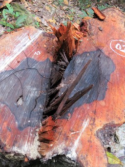 Khởi tố thêm 6 bị can phá rừng lấy gỗ mun tại Phong Nha - Kẻ Bàng