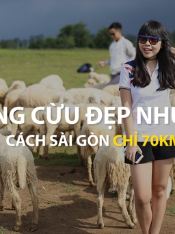 Đồng cừu đẹp như mơ cách Sài Gòn chỉ 70km