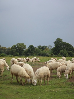 Người Sài Gòn phiêu ở đồng cừu cực đẹp chỉ cách 70 km