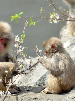 Sở thú Nhật xin lỗi vì đặt tên khỉ theo tên công chúa Anh