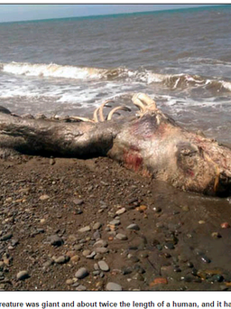 Xác sinh vật khổng lồ quái dị trôi dạt vào Nga
