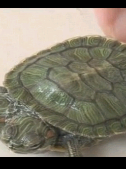 Rùa tai đỏ 2 đầu cực hiếm ở Trung Quốc