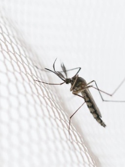 5 mẹo giúp tránh bị muỗi đốt vào mùa hè