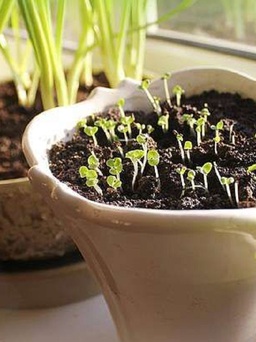 Làm sao để trồng thảo mộc và rau tại nhà tươi tốt?