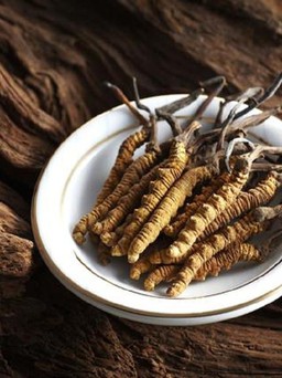 Phát triển phương thuốc trị ung thư từ đông trùng hạ thảo