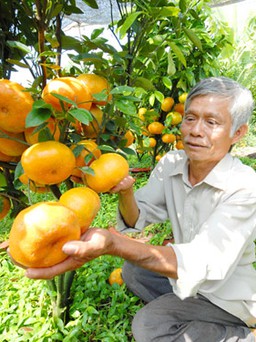 Nhộn nhịp thị trường kiểng trái