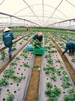 Nông nghiệp công nghệ cao: Làm 'hồ sơ điện tử' cho rau