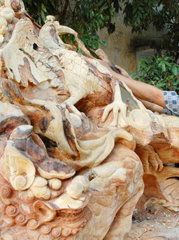 Biến gốc cây cổ thụ thành tác phẩm nghệ thuật