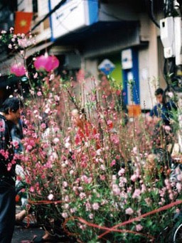 Hà Nội, Sài Gòn rộn ràng sắc xuân