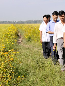 Sản xuất lúa theo công nghệ sinh thái