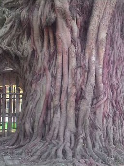 Về chùa Mui ngắm cây bồ đề ‘nuốt chửng’ đền thiêng