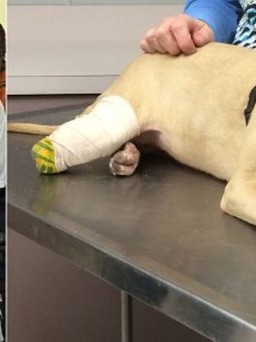 Đôi vợ chồng 'bóc lịch' một năm vì cắt tai và chân của chú chó