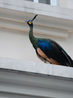 Bắt được chim công rất quý ngay trung tâm Sài Gòn