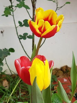 Trồng thành công hoa tulip trên đèo Sa Mù