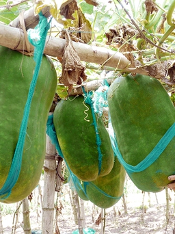 Độc nhất làng bí đao khổng lồ mỗi trái nặng từ 40 - 60 kg