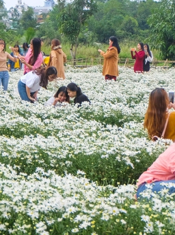 Bất ngờ 'điểm đến' cúc họa mi