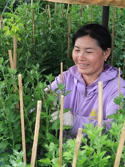 Nông dân Sài Gòn trồng hoa Tết 'năm Covid': Đã mang lấy nghiệp...
