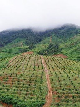 Cây vườn nhà tươi tốt quá