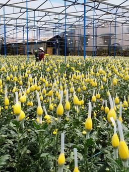 Lâm Đồng chuẩn bị 850.538 tấn rau và gần 1,4 tỉ cành hoa phục vụ tết