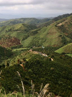 Một đơn vị để mất hơn 2.000 ha rừng