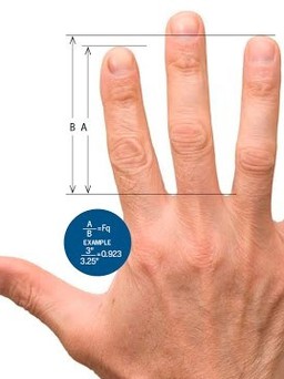 Nghiên cứu nói gì về quan hệ giữa ngón tay và tuổi thọ?