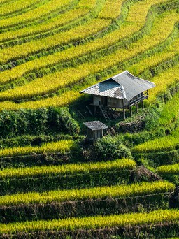 Cao nguyên trắng Lào Cai khai hội 'Hương cốm mùa thu vàng'