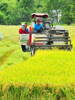 Hiến kế làm giàu cho người trồng lúa ĐBSCL