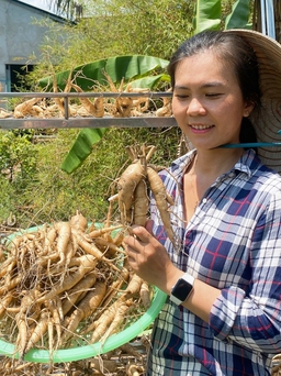 Cô gái trồng sâm bố chính thu 500 triệu đồng/tháng