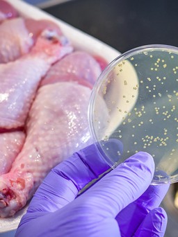 Ngộ độc do salmonella: 4 bước ngăn ngừa nhiễm khuẩn