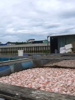 Cá bè chết trên sông Cổ Cò: Khu vực nuôi cá có dấu hiệu ô nhiễm