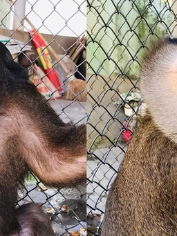 Thừa Thiên - Huế: Tiếp nhận 2 con khỉ thuộc nhóm nguy cơ đe dọa tuyệt chủng