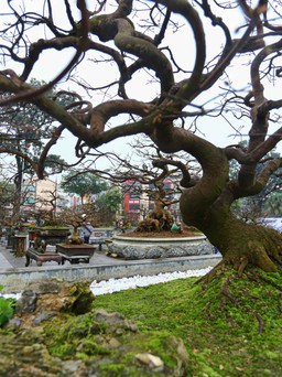 Lễ hội Hoàng mai Huế: Thời tiết xấu khiến nhiều cây mai ‘khủng’ chưa kịp nở