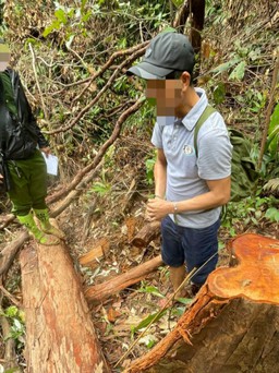 Kon Tum: Bắt 3 nghi phạm trong vụ phá rừng 'khủng' ở huyện biên giới Sa Thầy